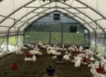 Hühnerstall 6×12 m für Gänse – Bild 3