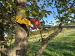 Feucht Obsttechnik Obstschüttler OS – Bild 3