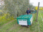 Grillo Raupenkettentransporter DUMPER 406 – Bild 11